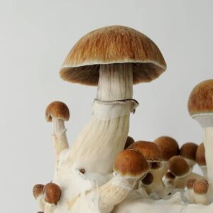 Mushrooms UK