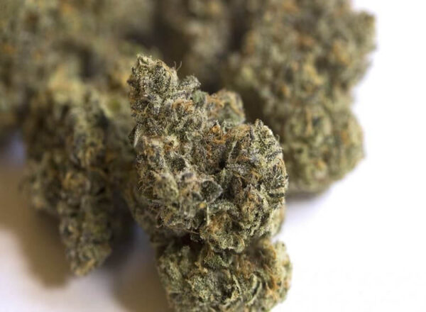 African Buzz Marijuana Strain
