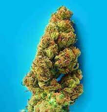 Ciskei F3 Marijuana Strain