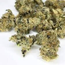 Gainesville Green Marijuana Strain