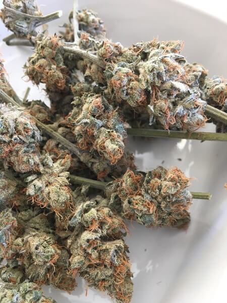 Honey Bananas Marijuana Strain