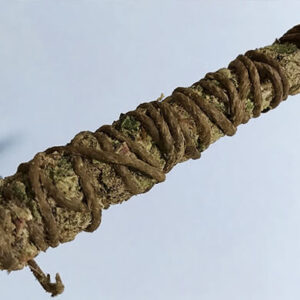 thai-stick-marijuana-strain