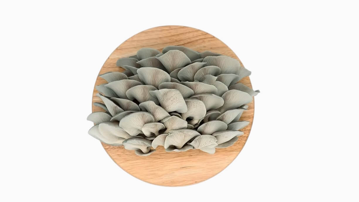 Blue Oyster Mushrooms UK