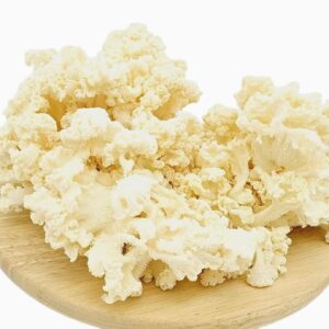 Coral Tooth Fungus UK