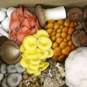 Fresh Gourmet Mushroom Mix