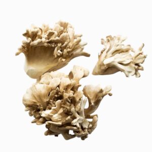 Fresh Maitake (Hen of the Woods)