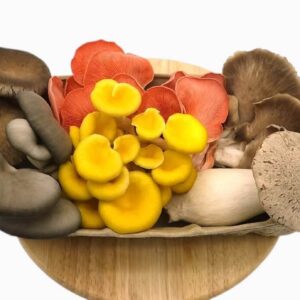 Fresh Oyster Mushroom Mix