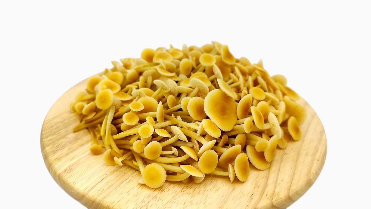 Golden Enoki Mushrooms