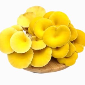 Yellow Oyster Mushrooms