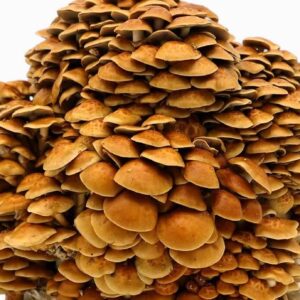 Nameko Mushrooms