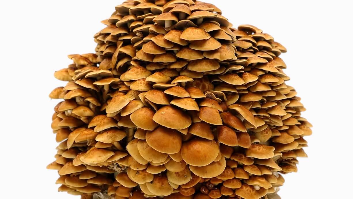 Nameko Mushrooms