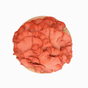 Pink Oyster Mushrooms UK