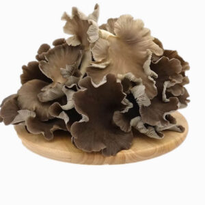 Summer Oyster Mushrooms