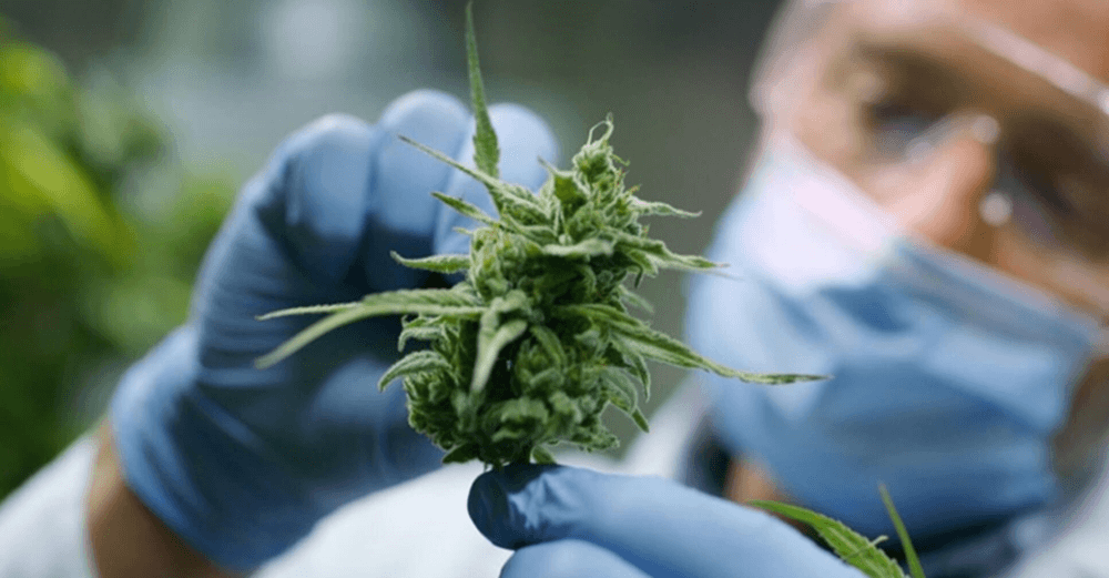 Ganja Pharm UK